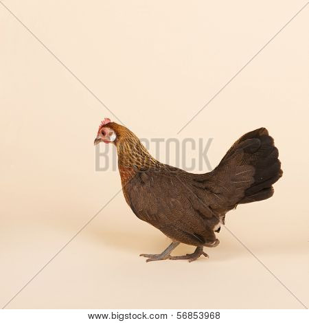 Serama chicken in studio on cream background