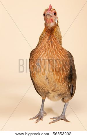 Serama chicken in studio on cream background
