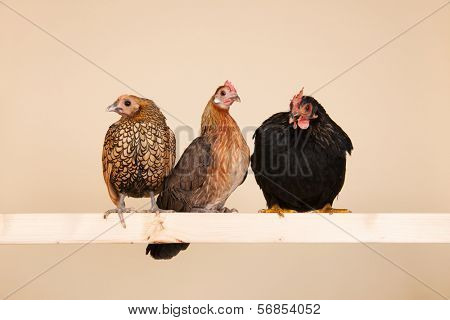 Three different chicken on stick in studio