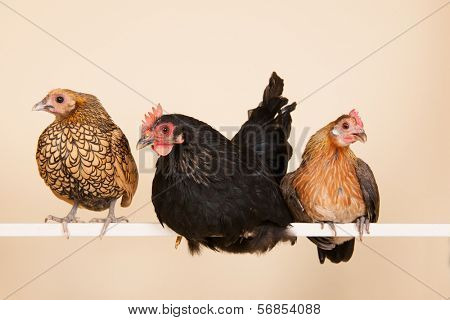 Three different chicken on stick in studio