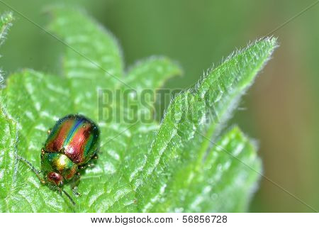 beetle
