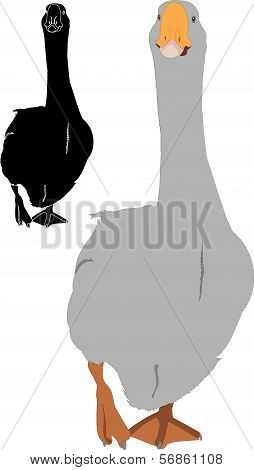 goose bird