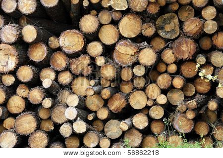 Section Plane Of Natural Wood Log Background