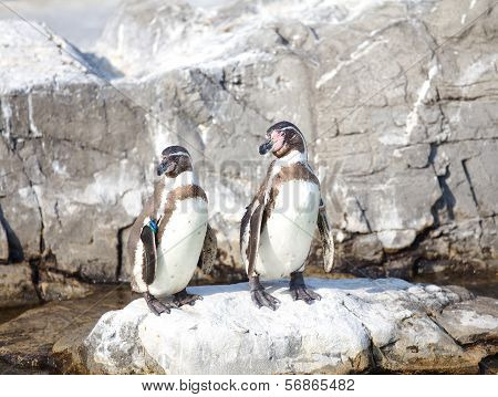 The little penguin