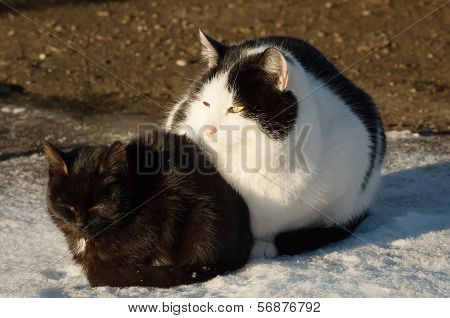 Two Cats On A Snow