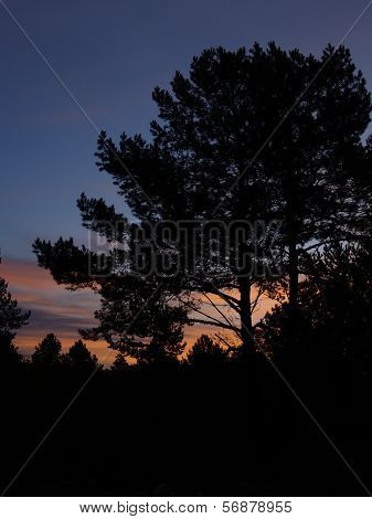 dawn