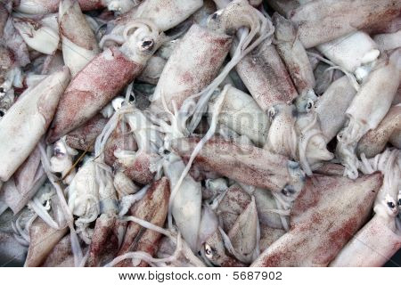 Sfondo di calamari