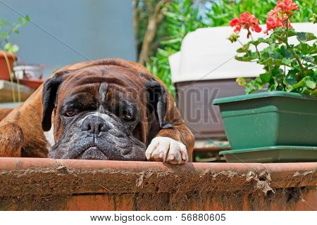Boxer In The Porch