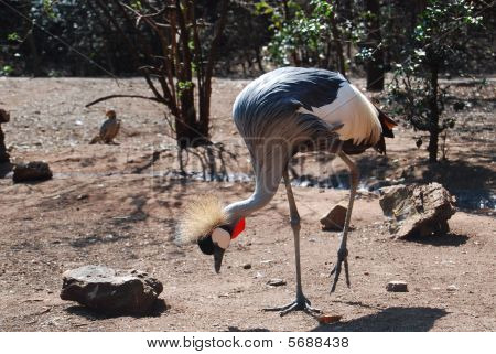 Gru coronata
