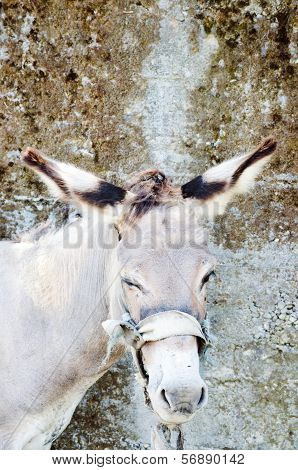 Head Of Donkey