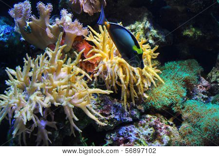 Tropical fish