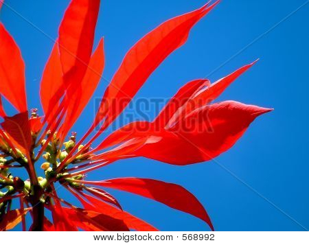 Poinsettia