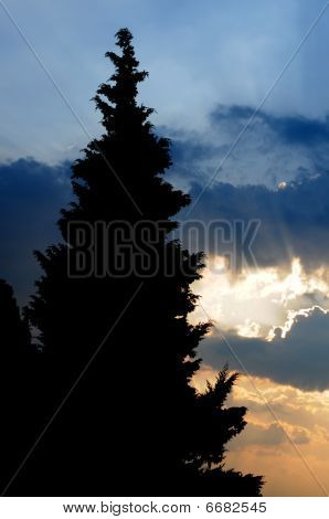 Silueta cypřiš