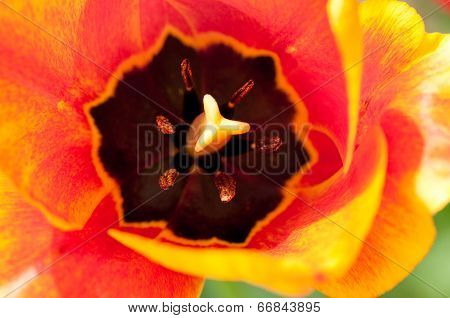 tulip center