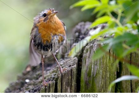 Vıcık vıcık Robin