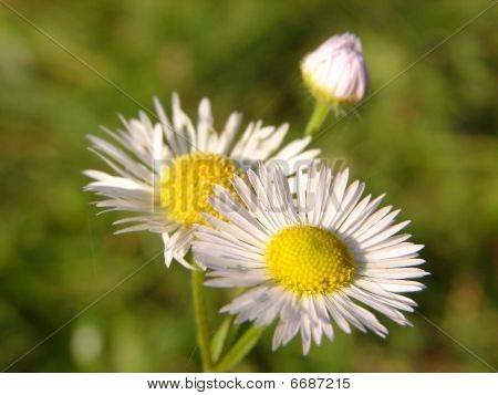 Camomilla