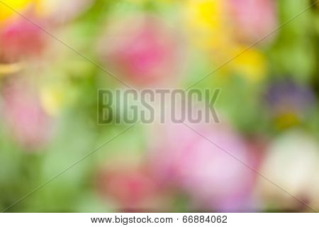 Colored Background