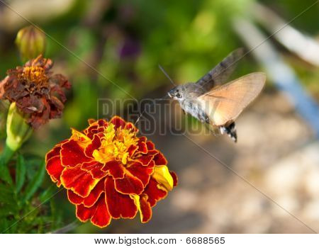 O borboleta bebidas néctar de uma flor