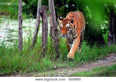 Tigre de Bengala 