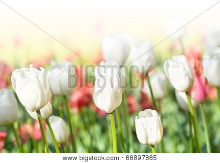 Beautiful Spring Meadow With Tulips. Summer Flowers