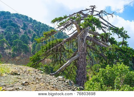 The Old Tree