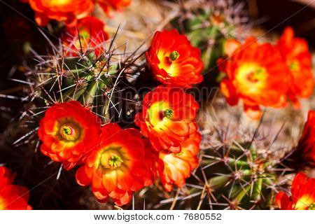 Beautiful Cactus Flower Blossom