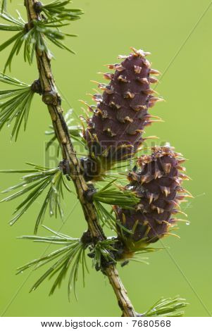 Pinecones Euroopan Lehtikuusi puu