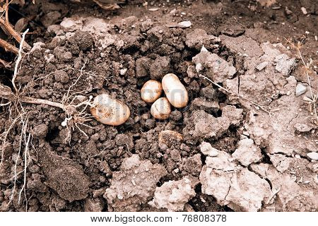 potato harvest - potato in the loam with plant
