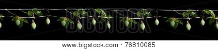Passion fruit bulb margin
