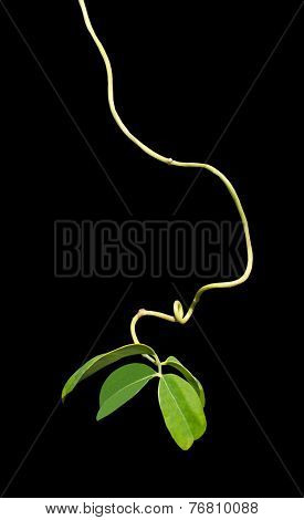 Organic vine string