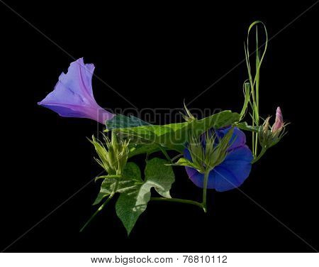 Morning glory Ipomea bud and purple flower