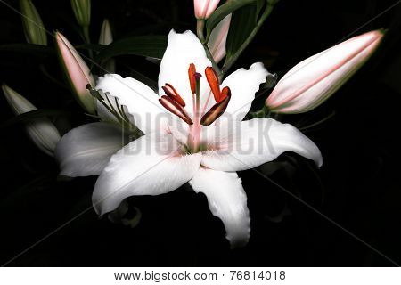 White lily on black background
