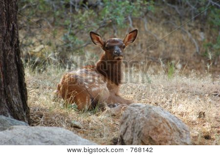 Molto giovane Spotted Elk