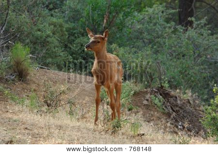 Baby Spotted Elk 