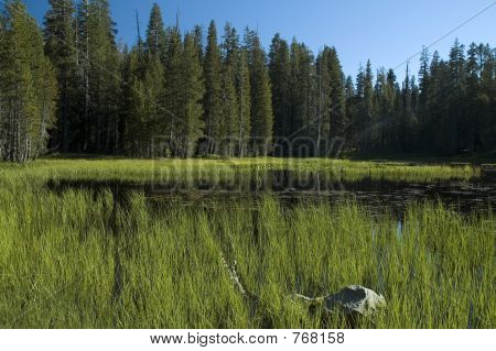 Prato del parco di Yosemite