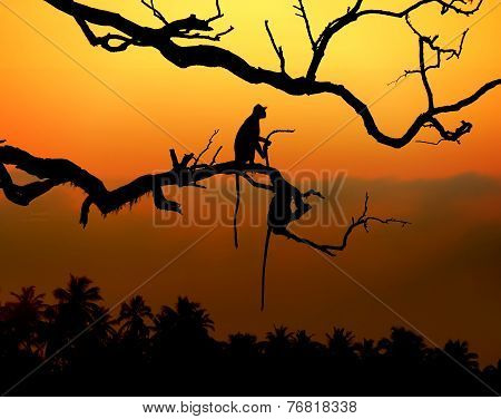 Silhouette Of A Monkey