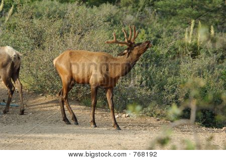 Bull Elk