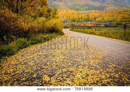 Fall Mountain Road