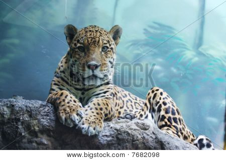 Jaguar Tier im Zoo Moskau