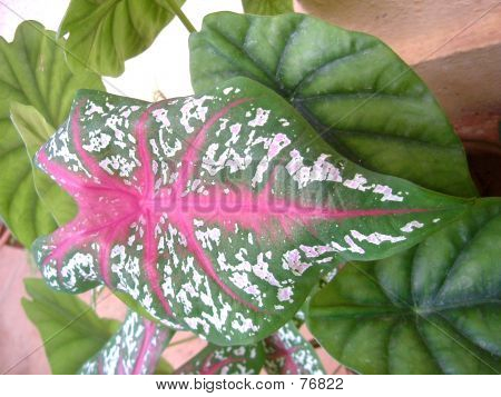 Colourful Spotted Leaf