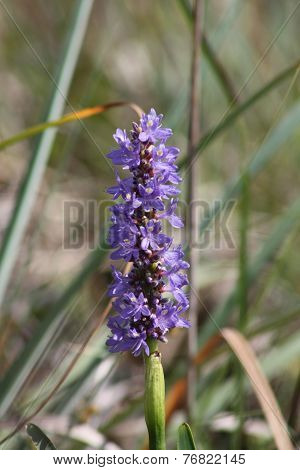 pickerelweed