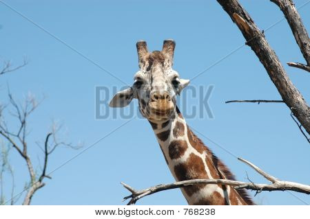 Giraffa in alberi