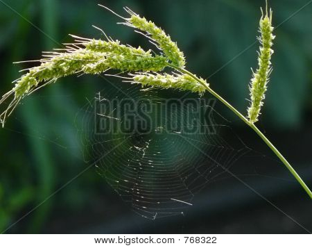 mauvaises herbes