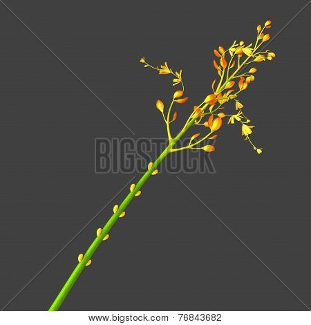 Globba bulbifera