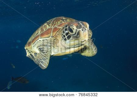 Green Sea Turtle (Chelonia mydas)