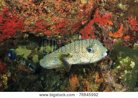 Porcupine fish
