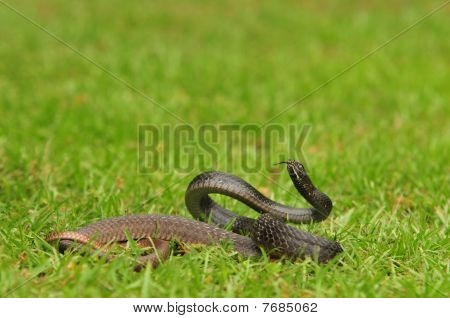 Coachwhip