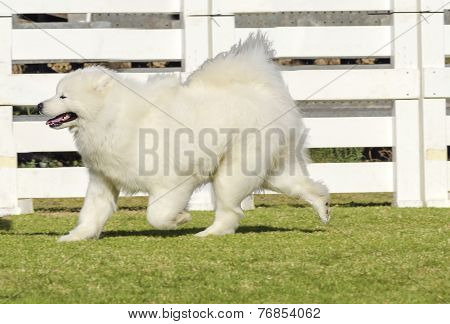 Samoyed