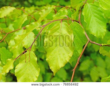 beech leaves with drops