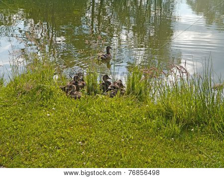 bubbling duck with babies